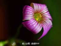 湖南蓝沃彦商贸有限公司