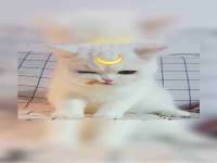 湖南蓝沃彦商贸有限公司