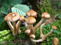 湖南蓝沃彦商贸有限公司